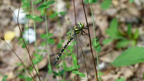 Cordulegaster bidentata